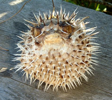 Pufferfish from Baja California Sur - Lloyd's Blog