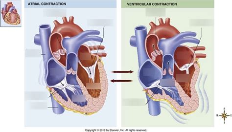 Heart Contraction Diagram Diagram | Quizlet