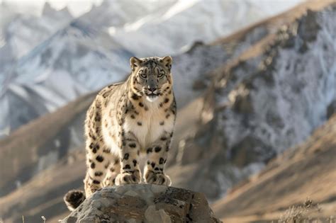 A portrait of a Tian Shan snow leopard in a natural setting | Premium ...