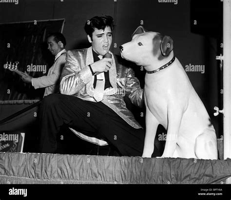 Elvis dog hi-res stock photography and images - Alamy