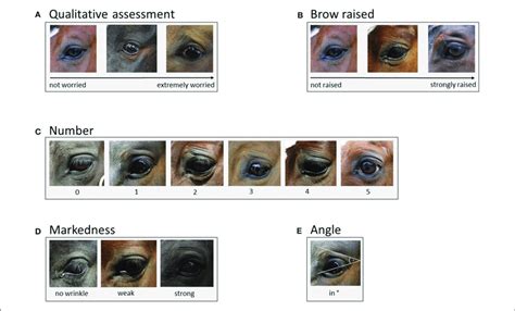 | Eye wrinkle assessment scale [adapted from (1)]. (A) Qualitative ...