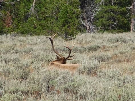 Skunk Tracks: Wildlife at Grand Teton National Park