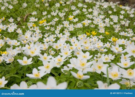 Wind flower stock image. Image of anemone, floweriness - 4913073