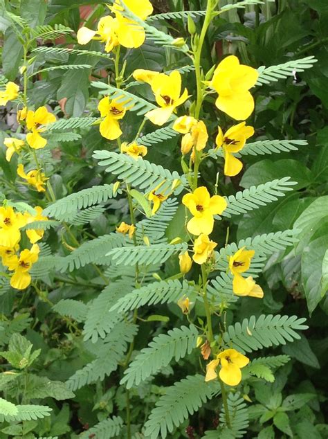 Partridge pea, host plant for the Giant Sulphur. | Plants, Flowers, Hosting