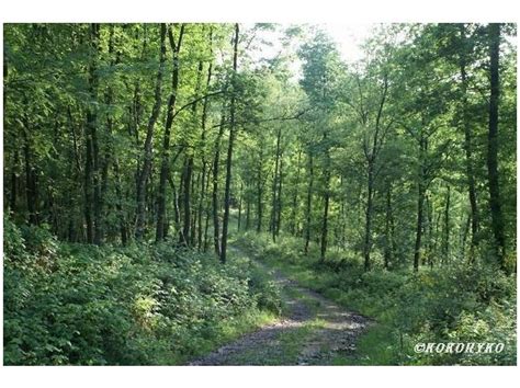 Forest in Ardenne | Country roads, Forest, Trail