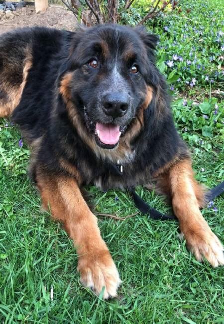 Bernese Mountain Dog German Shepherd mix: meet the Euro Mountain ...