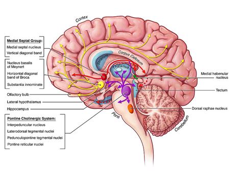 Cholinergic Pathway, Illustration Photograph by Evan Oto - Fine Art America