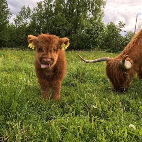 21 Highland Cattle Calf Photos to Bring a Smile to Your Day