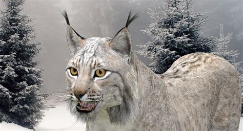 3dsmax eurasian lynx white