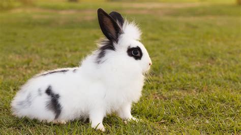 black and white rabbit breeds