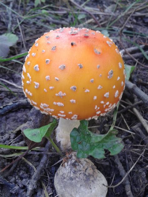 Identification Needed - Amanita Muscaria Guessowii or Persicina? - Mushroom Hunting and ...