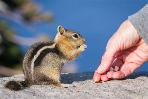 Can You Have a Chipmunk as a Pet? (5 Reasons You Shouldn’t) - My ...