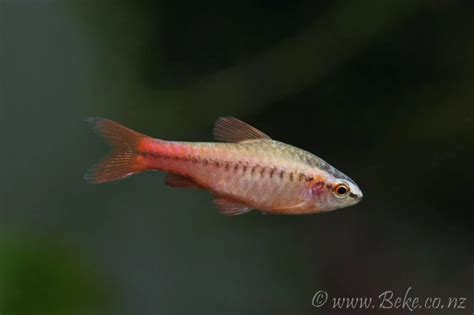 Puntius titteya | Acquariofilia Consapevole