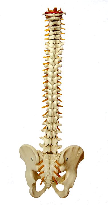 Download Spine, Backbone, Vertebrae. Royalty-Free Stock Illustration ...