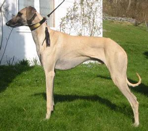 Sloughi (Arabian Greyhound) Info, Temperament, Puppies, Pictures