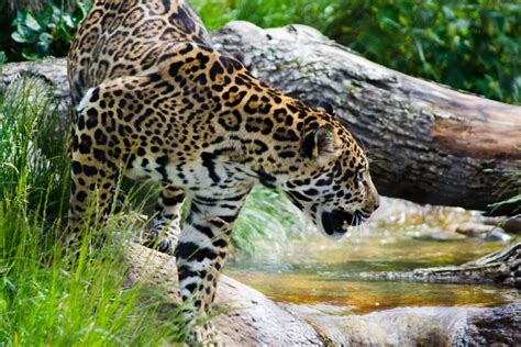 Crocodile vs Jaguar (Strength, Size, Diet, Habitat) – Fauna Facts