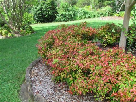 Nandina nana 'Dwarf Nandina' - Hello Hello Plants & Garden Supplies