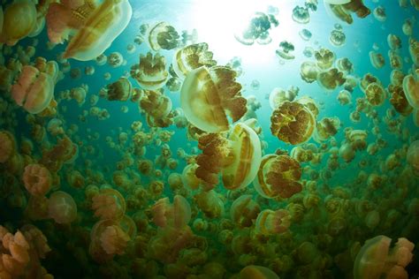 Palau’s incredible Jellyfish Lake is once again welcoming travellers