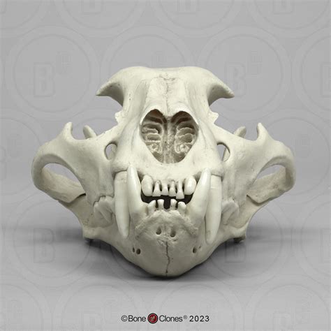 Jaguar Skull, Male - Bone Clones - Osteological Reproductions