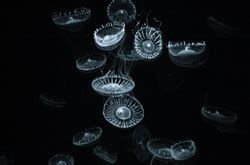 Aequorea Victoria Jellyfish - Aequorea Victoria Jellyfish home