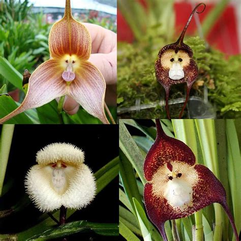 Amazon.com : QAUZUY GARDEN 10 Rare Monkey Face Orchid Seeds Monkey Orchid Monkey-Like Dracula ...