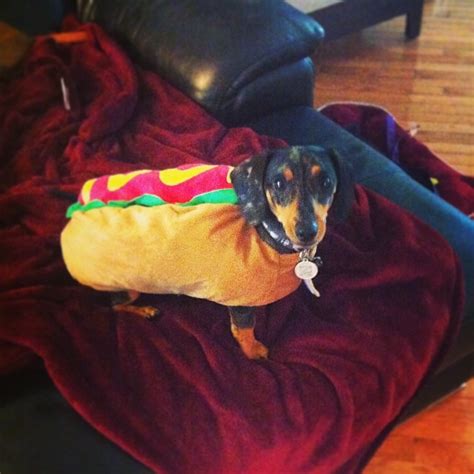 Who wore it best? Choose which weiner dog makes the best weiner