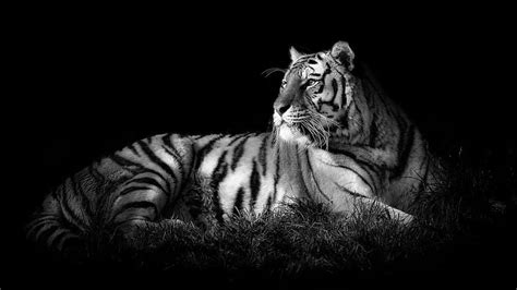 1080P free download | Black And White Of White Tiger In Black Background Tiger, HD wallpaper ...