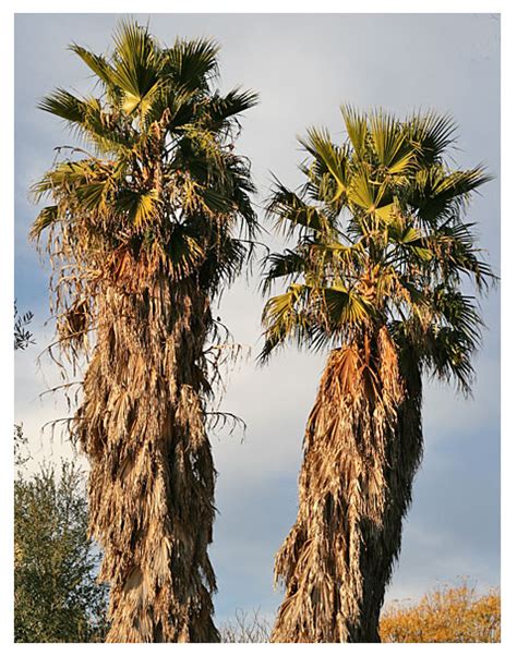 California Fan Palm - DesertUSA