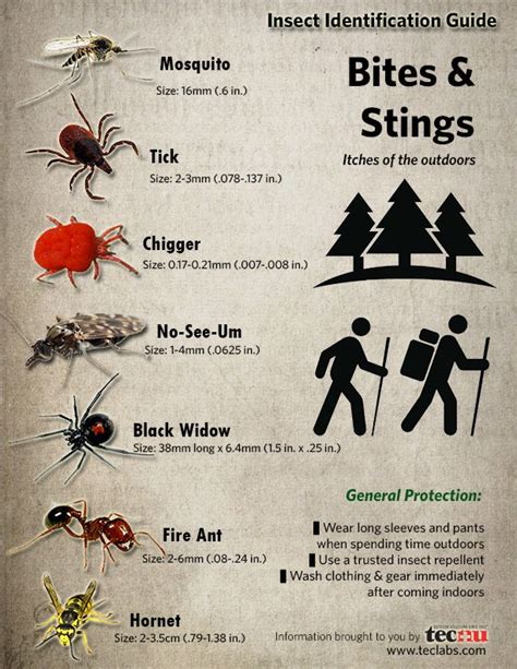 {Infographic} Insect Identification Guide. Every wonder what's biting you when you head into the ...