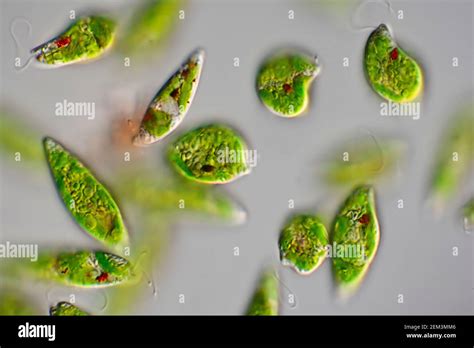 euglenoid flagellate (Euglena gracilis), Differential interference ...