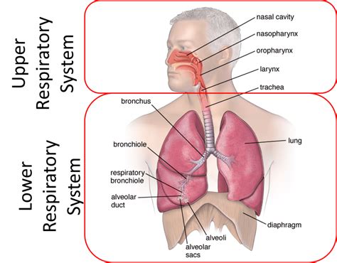 Respiratory System – Histology Education