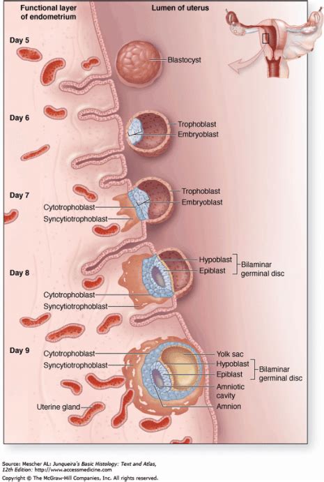 Biology II