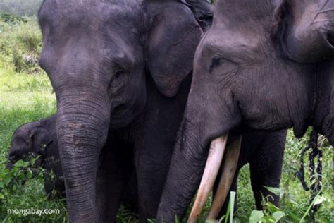 Poachers blamed as body of Sumatran elephant, missing tusks, found in protected forest