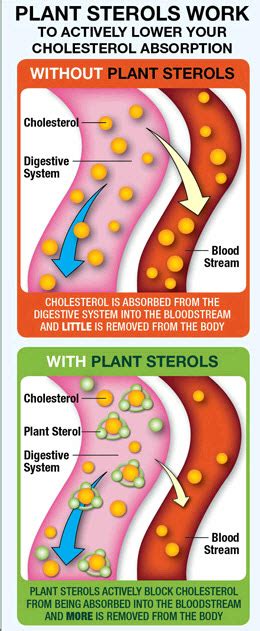 Natural Alternatives to Statin Drugs | HEALTH'S A CHOICE