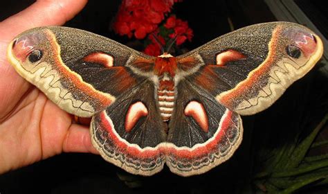 Cecropia Moth – Fishers Island Conservancy