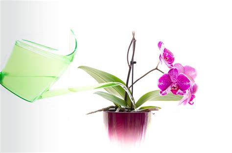 Orchid Care Tips (Part 2) - 3 Step Orchid Watering Technique — Steemit ...