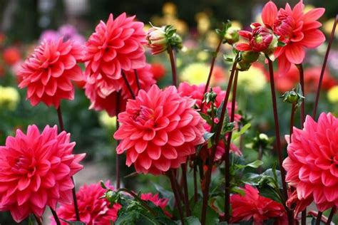 Dahlia Flower Uses, Benefits, and Interesting Facts - Petal Republic