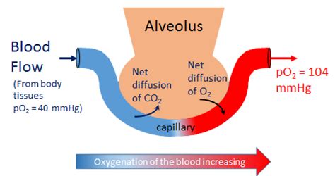 Alveolar gas equation