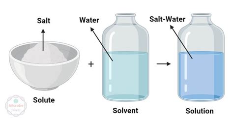 Solute Definition Biology