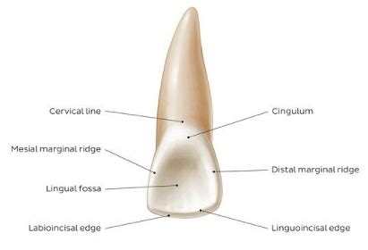 Cingulum Tooth