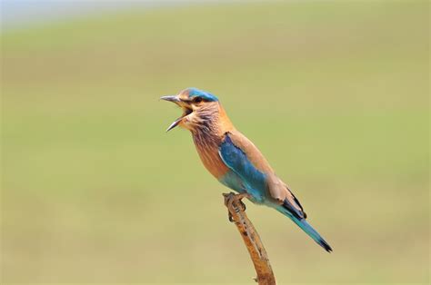 telangana birds