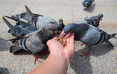 4,400+ Feeding Pigeons Park Stock Photos, Pictures & Royalty-Free Images - iStock