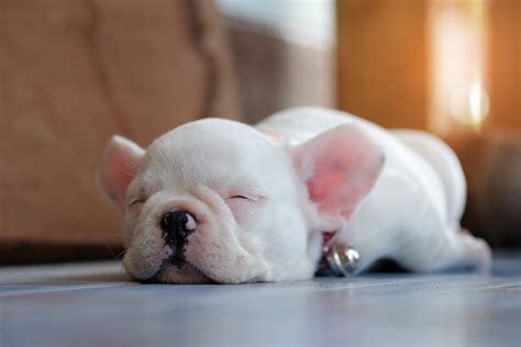 French Bulldog Puppies: Everything You Need to Know | The Dog People by Rover.com