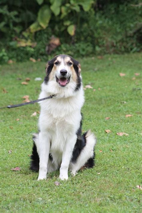 London • Fairmont, WV • Marion County Humane Society • ADOPTED | Humane society, Animal rescue ...