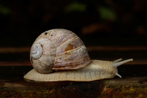 Premium Photo | Edible snail helix pomatia