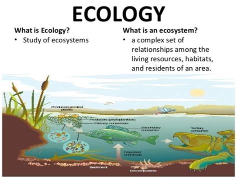 Introduction to Ecology