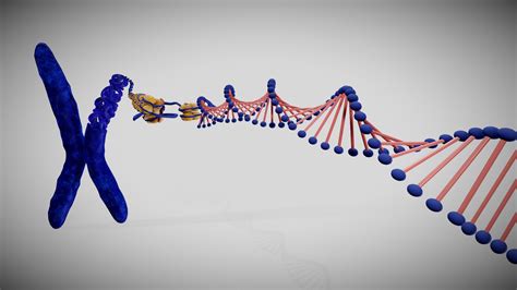 Chromosome structure - Buy Royalty Free 3D model by Ebers [cc33bb1 ...