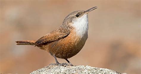 Canyon Wren Sounds, All About Birds, Cornell Lab of Ornithology