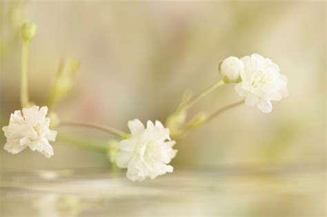 Wallpaper : white, food, flowers, branch, green, blurred, blossom ...