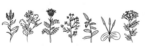 Premium Vector | Vector set of medicinal herbs. doodle style. icons of medicinal herbs. healing ...